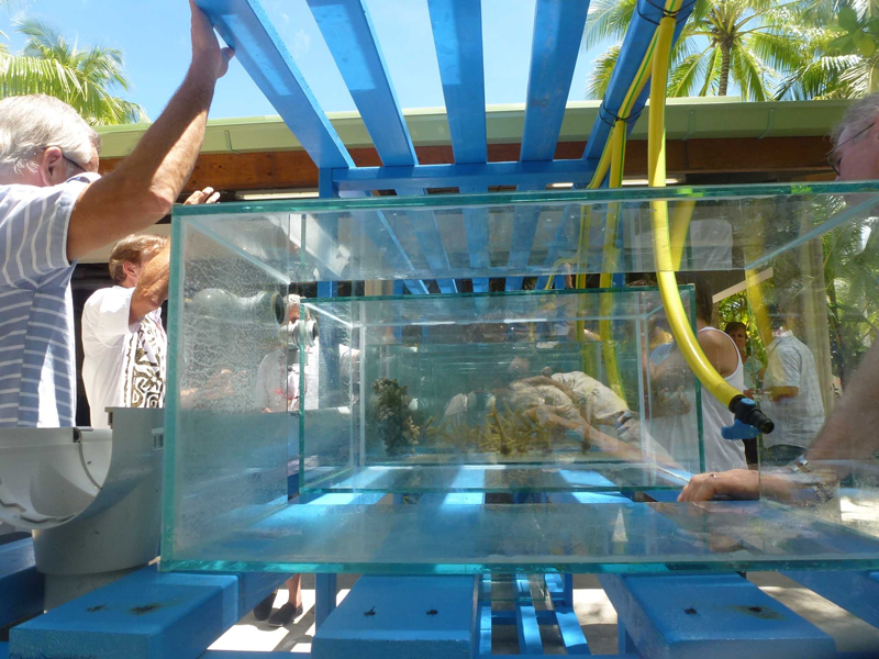 Post-larval reef fish and crustaceans will be cultured at the Tetiaroa Society EcoStation