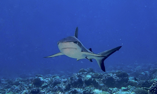 Grey Reef Shark
