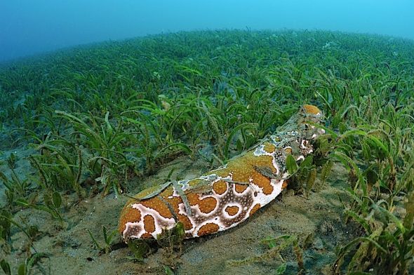 Sea Cucumber