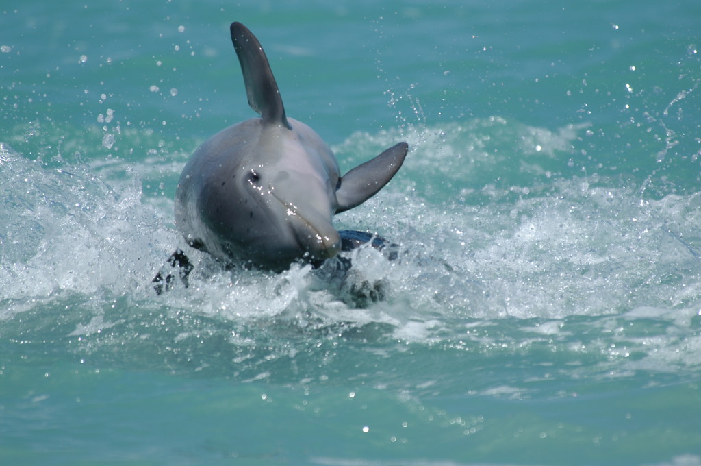 Spinner Dolphin