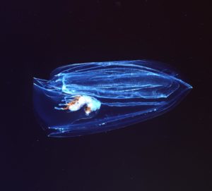 Comb Jelly