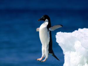 Adelie Penguin Leap