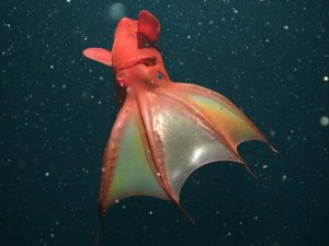 vampire-squid-found-to-eat-marine-snow-green-side_59704_600x450