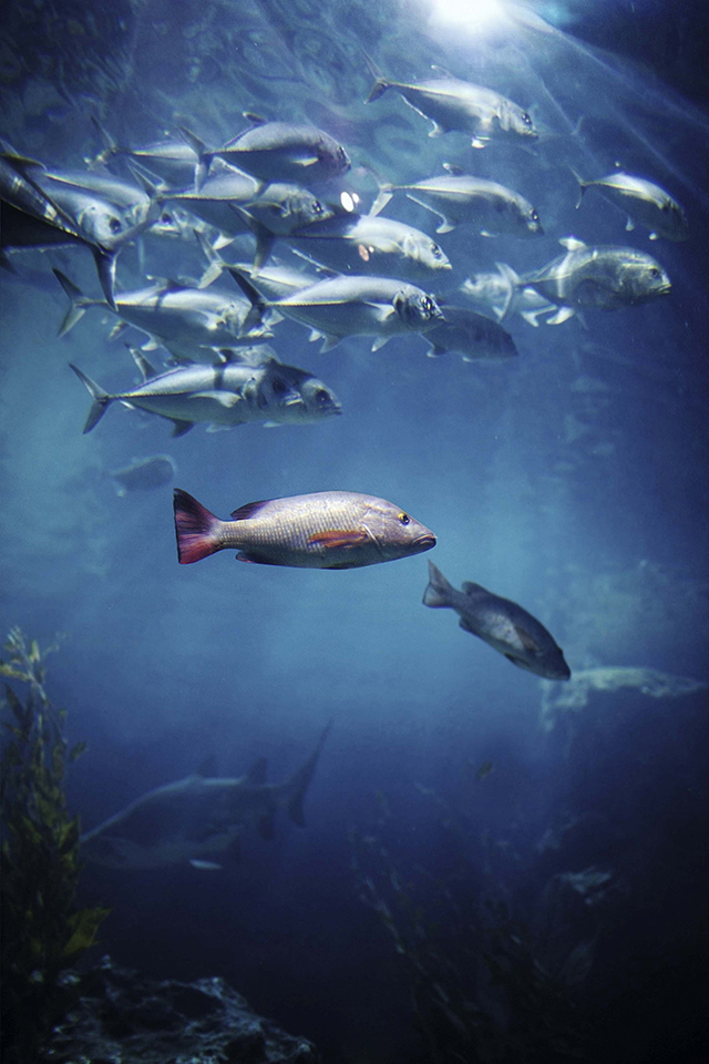 Local communities in Papua New Guinea are concerned that their tuna and fisheries industry will come under threat if Nautilus’ Solwara 1 deep sea mining project goes ahead. Credit: iStockphoto | Yulia Popkova