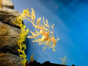 leafy sea dragon