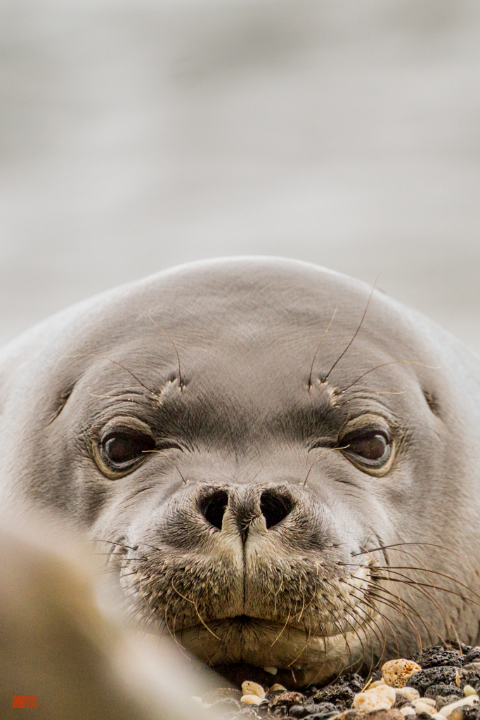 Photo (c) Daniel Fox