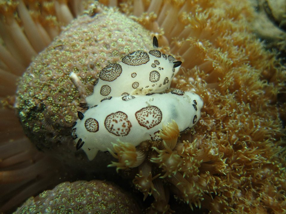 Two dotted nudibranchs, Jorunna funebris, photo taken by Edwin “Jong”  Dumalagan Jr., Project Seahorse Biologist  