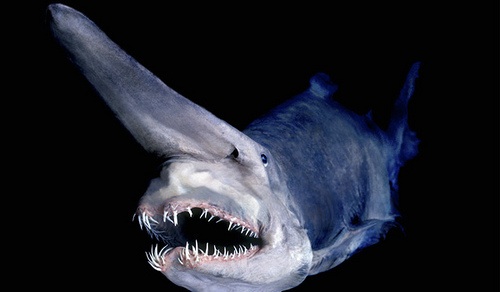 Photo of the Day ~ Goblin Shark - Mission Blue