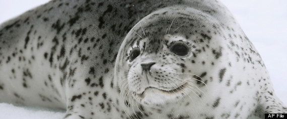 Photo: NOAA, a spotted seal rests on sea ice in the Bering Sea.