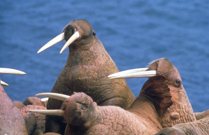 Walrus 