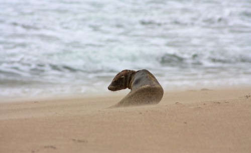 Among-the-Sand-Storm