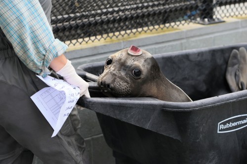 An Elephant Seal at the Marine Mammal Center Photo: Kip Evans