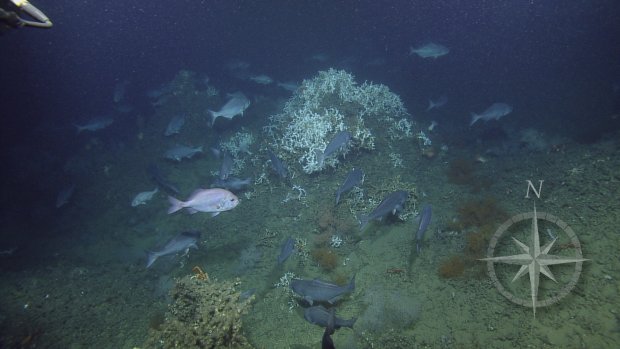 Courtesy of Ocean Exploration Trust and ECOGIG, a GOMRI-Funded Research Consortium