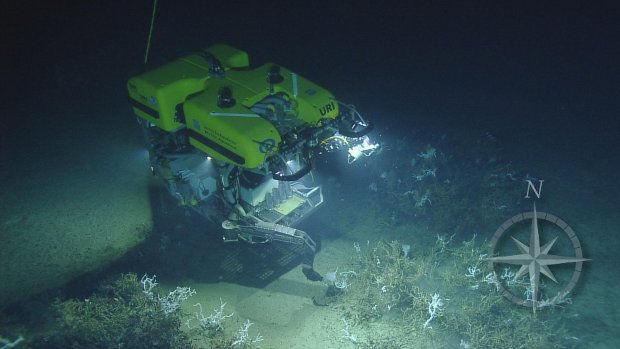 Courtesy of Ocean Exploration Trust and ECOGIG, a GOMRI-Funded Research Consortium