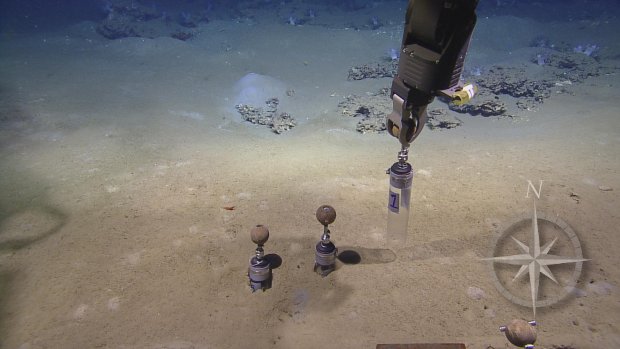 Courtesy of Ocean Exploration Trust and ECOGIG, a GOMRI-Funded Research Consortium