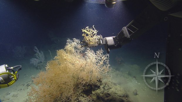 Courtesy of Ocean Exploration Trust and ECOGIG, a GOMRI-Funded Research Consortium