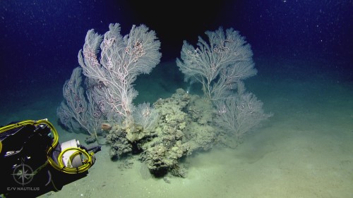 Courtesy of Ocean Exploration Trust and ECOGIG, a GOMRI-Funded Research Consortium