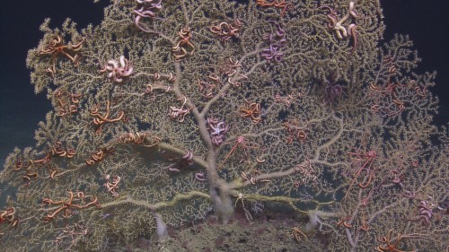 Courtesy of Ocean Exploration Trust and ECOGIG, a GOMRI-Funded Research Consortium