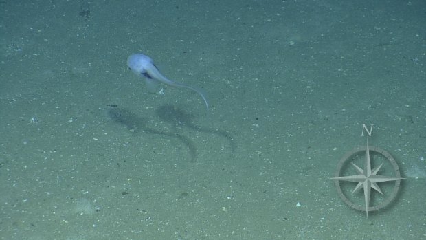 Courtesy of Ocean Exploration Trust and ECOGIG, a GOMRI-Funded Research Consortium