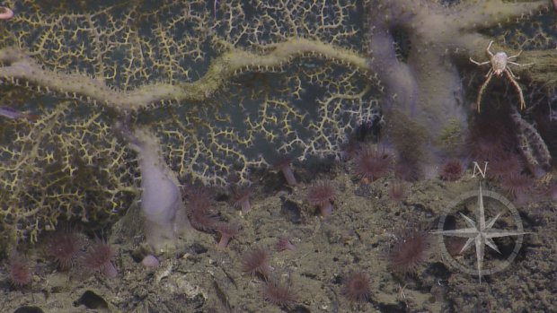 Courtesy of Ocean Exploration Trust and ECOGIG, a GOMRI-Funded Research Consortium