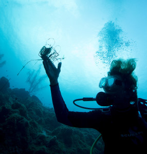 Photo (c) Stephen Frink