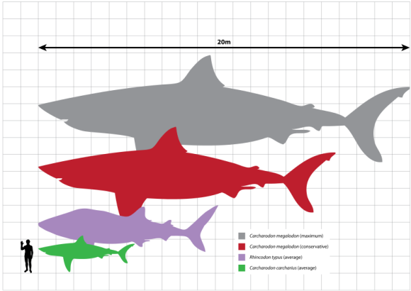 megalodon-size-comparisons-e1375613009948