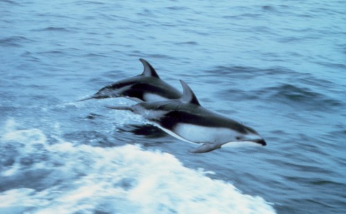PacWhitesidedDolphin0802