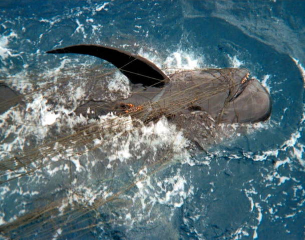 Pilot Whale - Gillnet