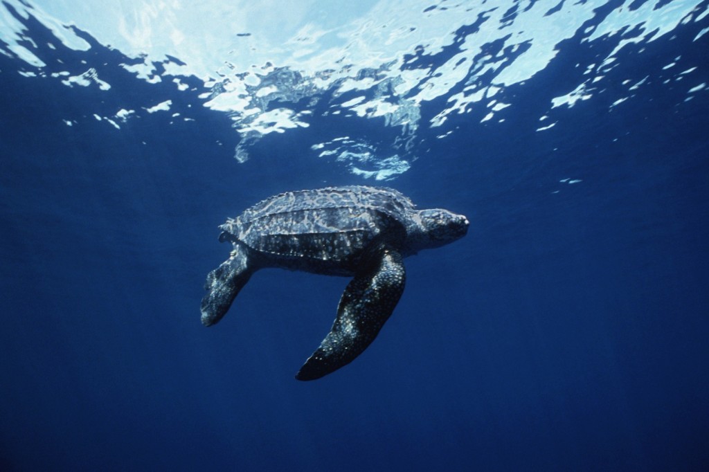 Leatherback underwater Doug Perrine