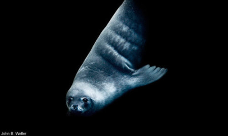 pmf-weller-photo-14-585-mfk