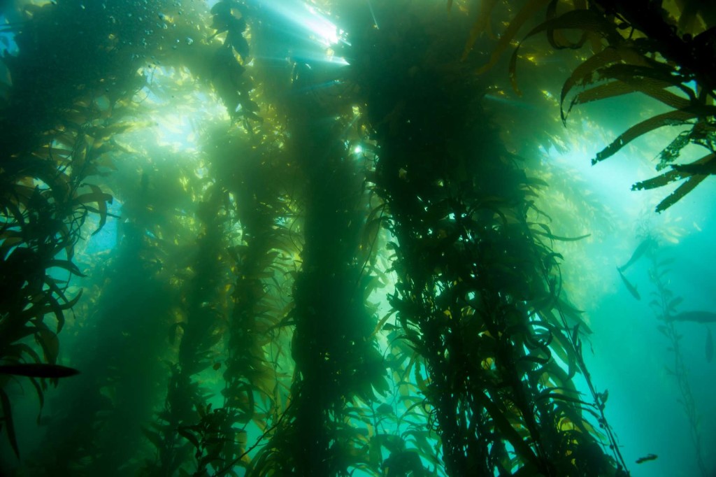 Kelp canopy - (c) Ocean Defenders Alliance