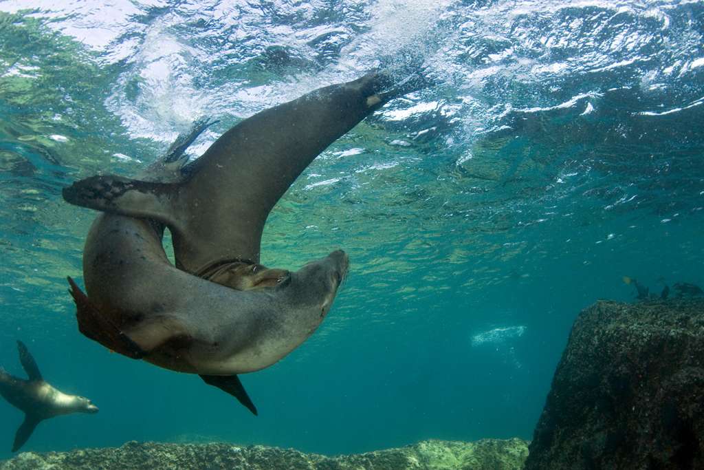 Sea Lions Playing (c) Ocean Defenders Alliance