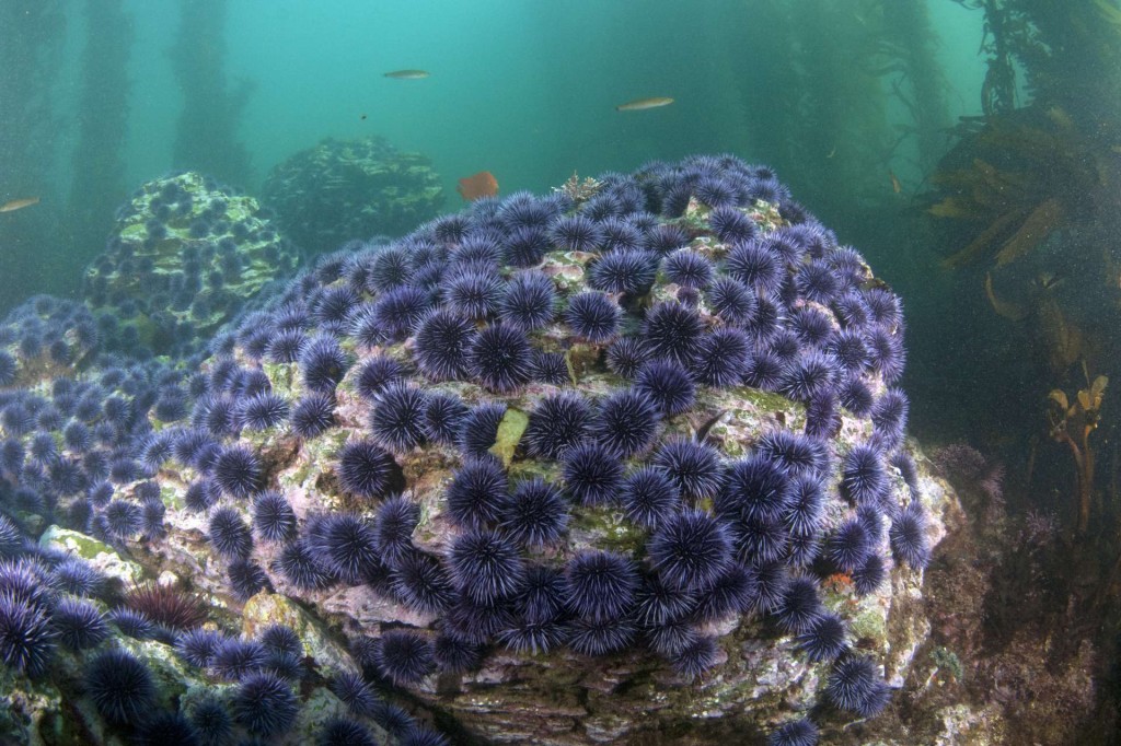 Urchin Barrens (c) Ocean Defenders Alliance