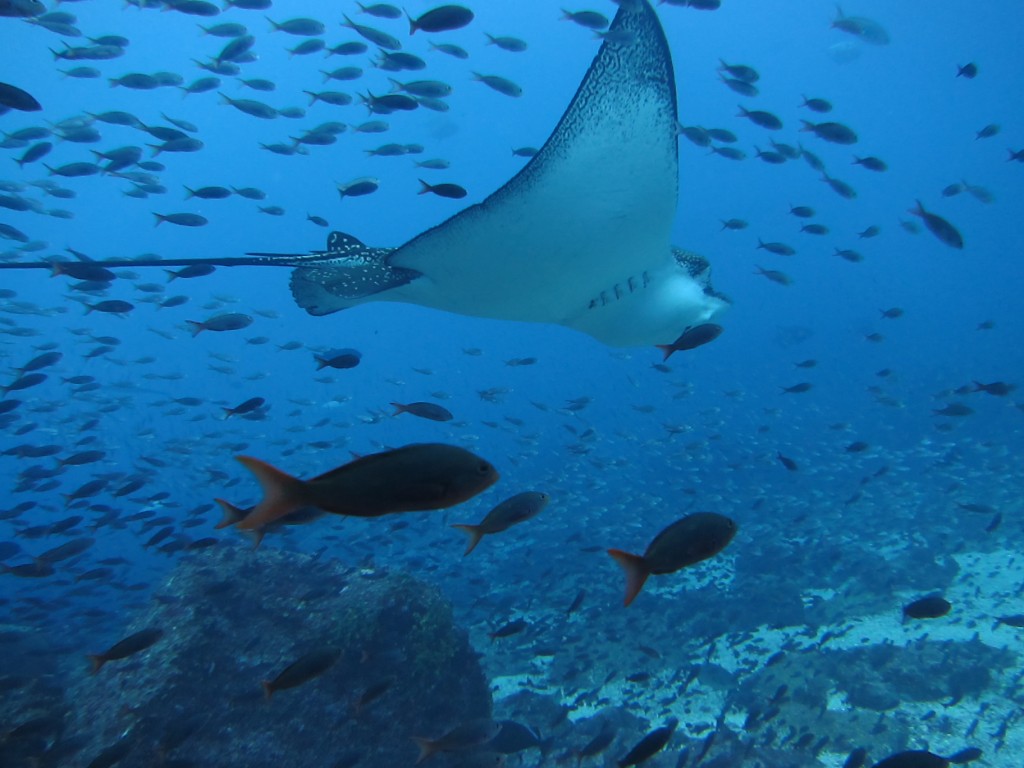 An eagle ray swoops among thousands of fish in the Galapagos