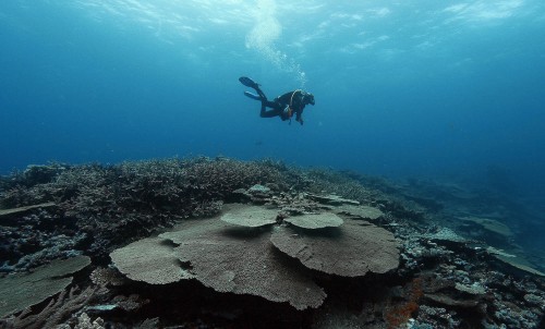 Scientist Joao Moneiro swims over a reef