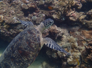 Screen Shot 2014-04-24 at 1.36.46 PM