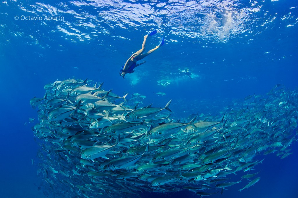 Photo (c) Octavio Aburto