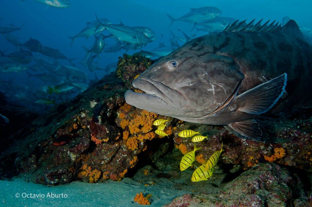 Photo: (c) Octavio Aburto