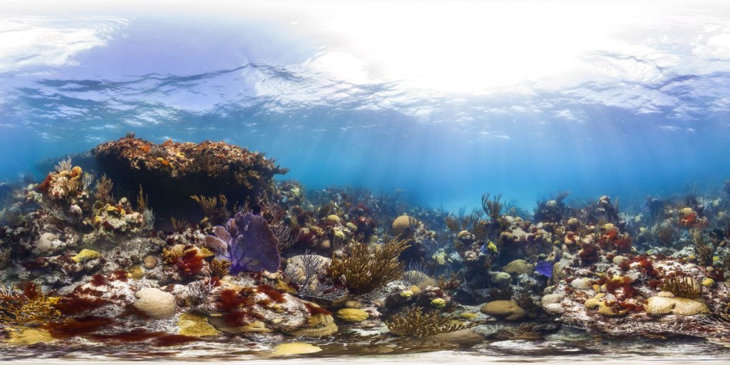 Healthy Caribbean Coral Reefs in Bermuda, 2013 (c) Catlin Seaview Survey