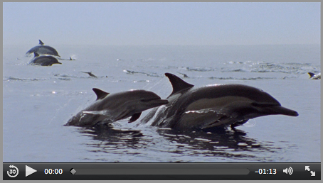 Click here to watch a quick video about the new marine sanctuary nomination process narrated by actor and ocean advocate Edward James Olmos