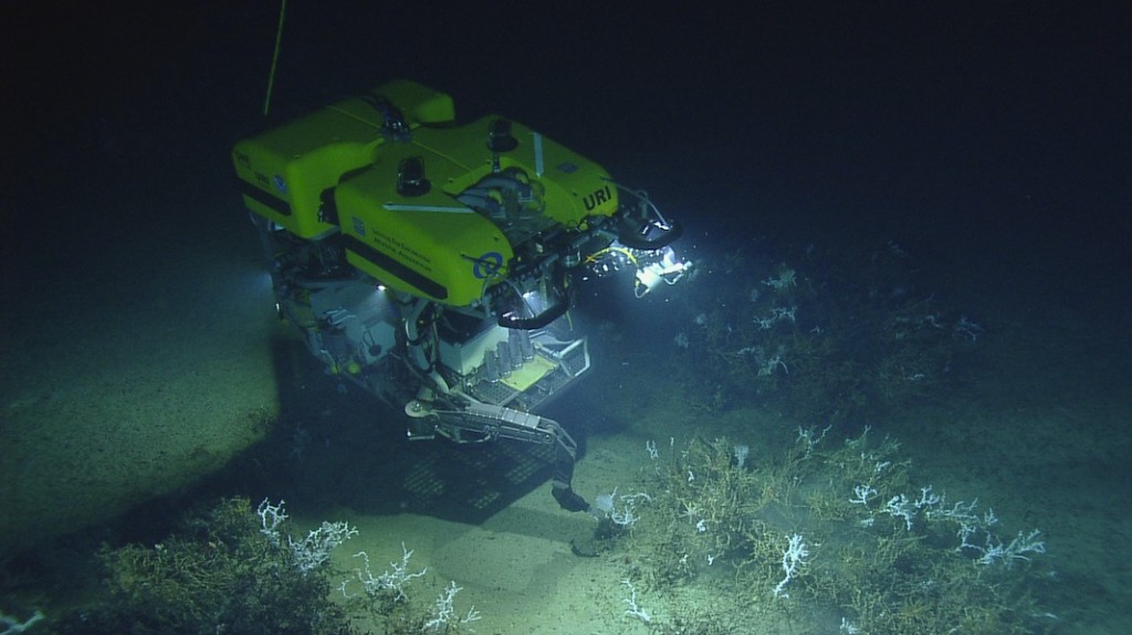 Remotely Operated Vehicle ‘Hercules’ exploring a deep sea coral community in the Gulf of Mexico. Researchers are seeking similar reefs on this expedition to categorize biological, chemical and geological transitions in the Caribbean region. 