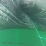 2014_0914_EntangledMn_linethroughmouthScreen Shot ofVideo_MMHRSP_CROP_sm