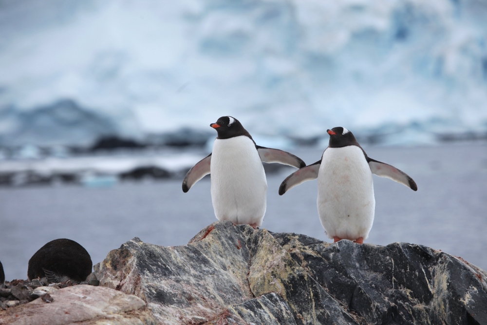 Gentoo penguins