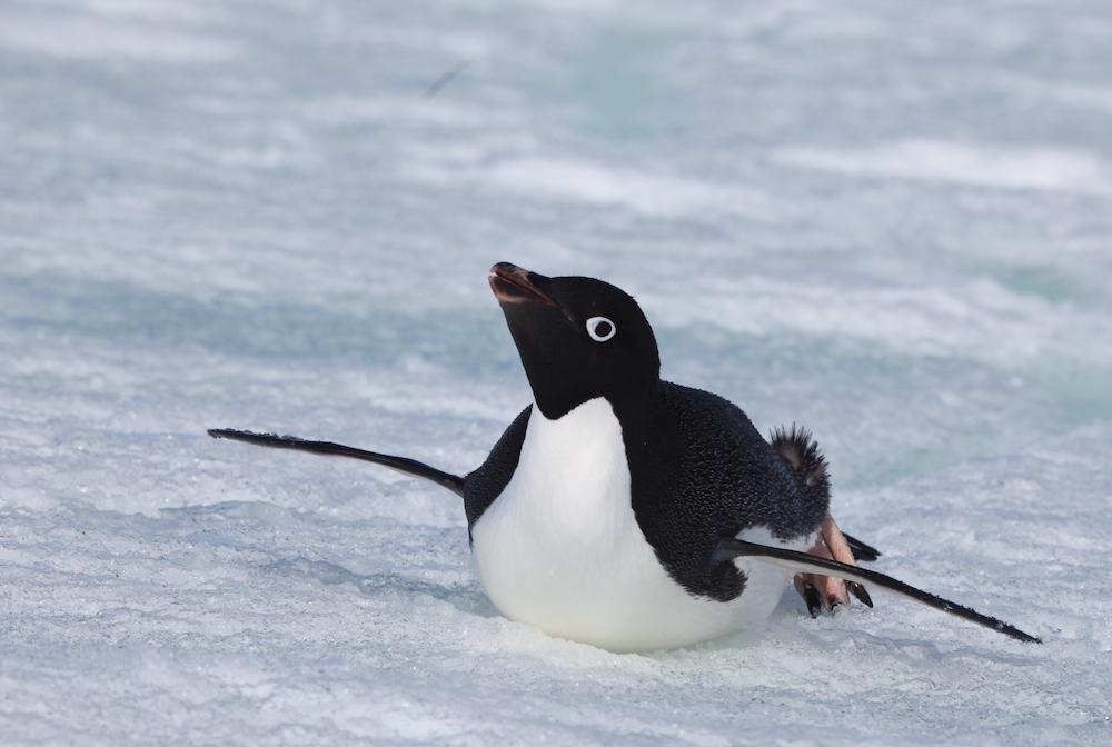Adélie penguin