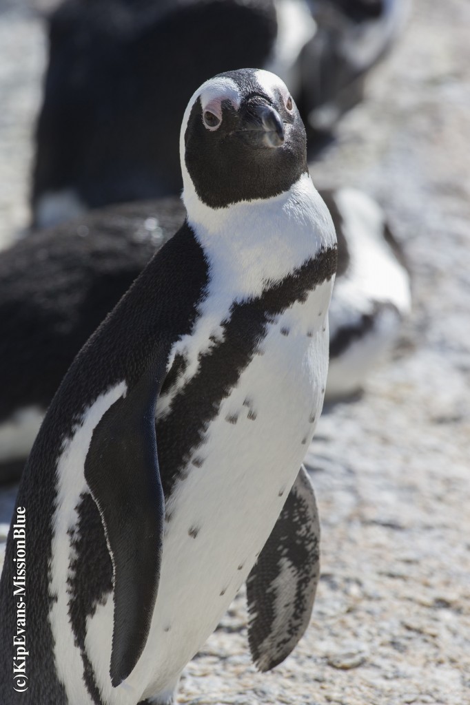 The African Penguin