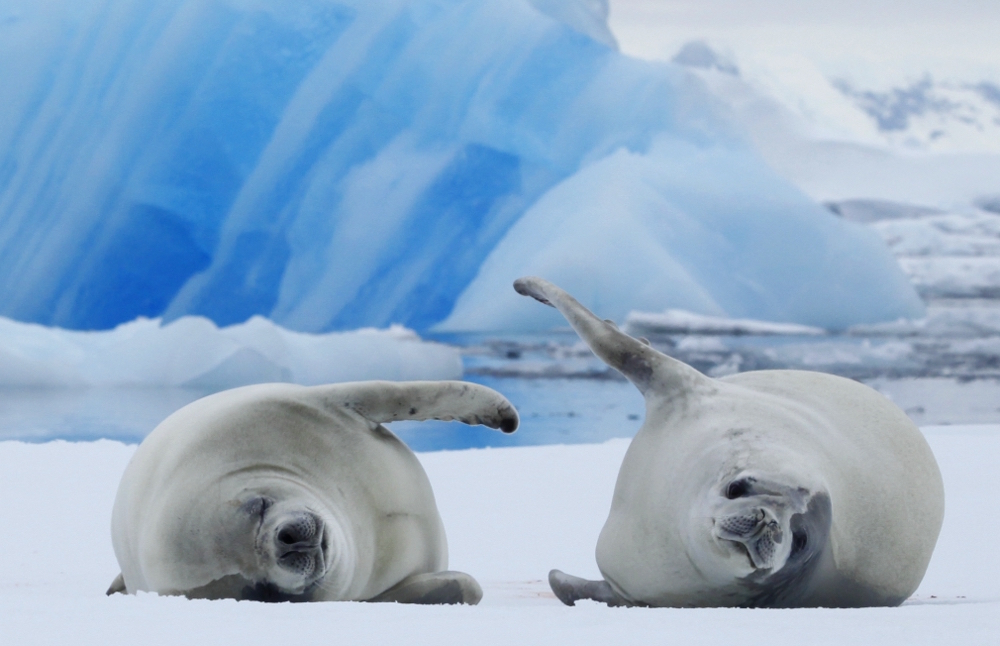 Crabeater seals
