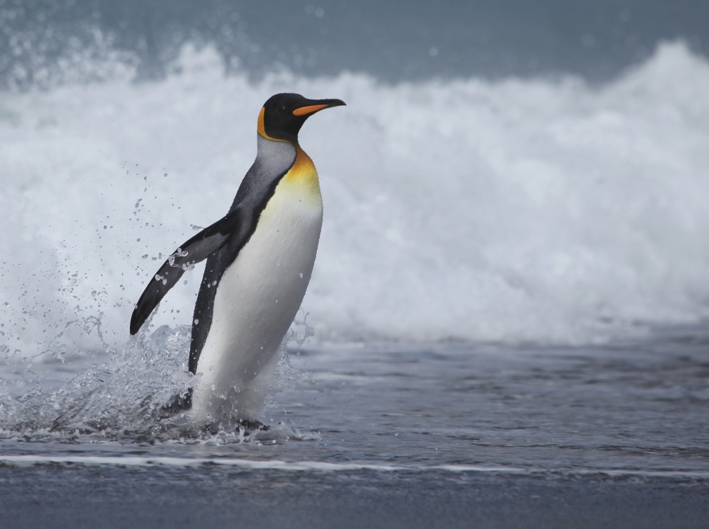 King Penguin at Gold Harbor © Gale Mead 2015