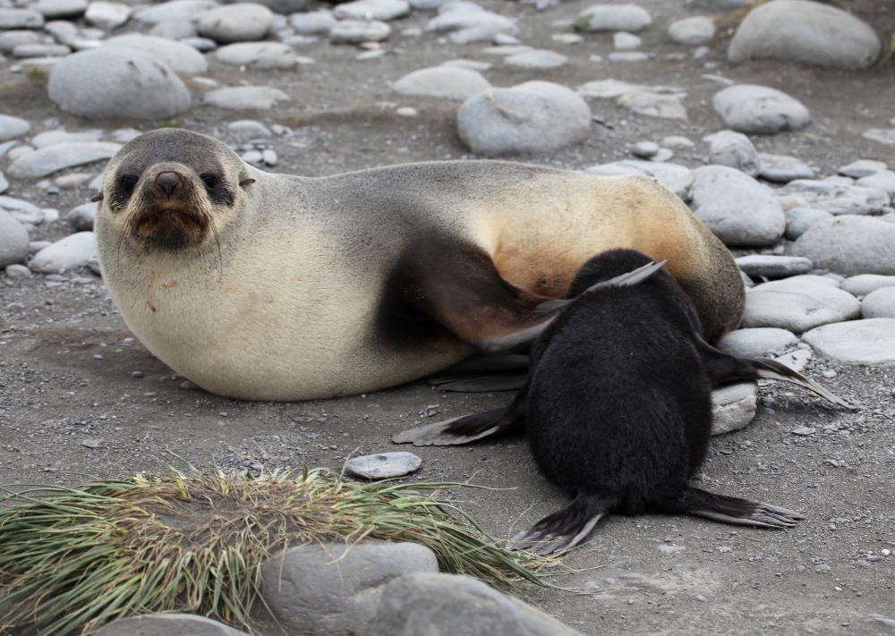 Nursing Seal Pup at Salisbury © Gale Mead 2015