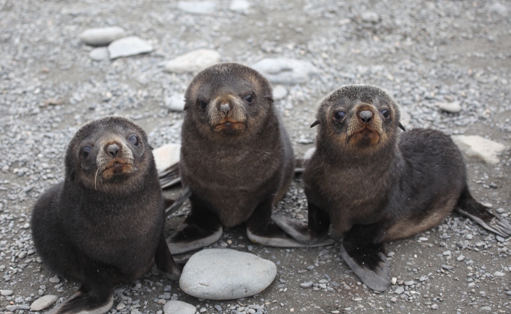 Seal Pups at Salisbury © Gale Mead 2015