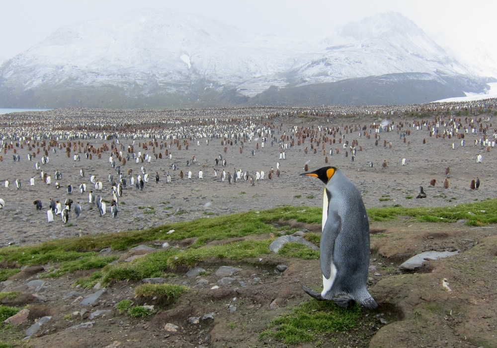 King Penguin Colony on St Andrews © Gale Mead 2015